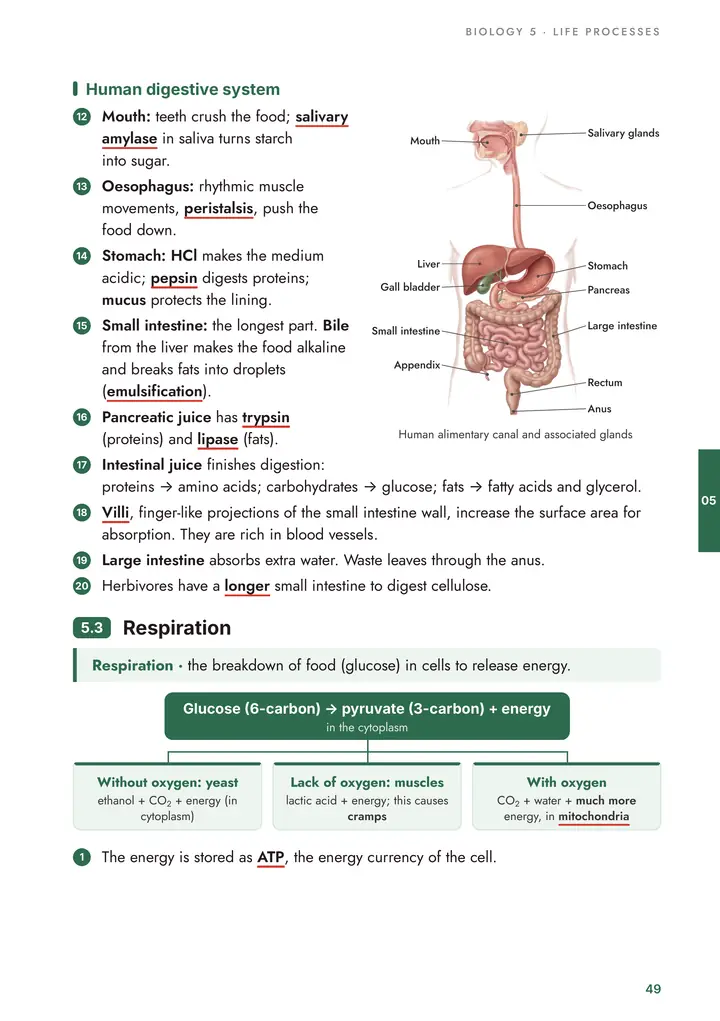 Biology: Human digestive system