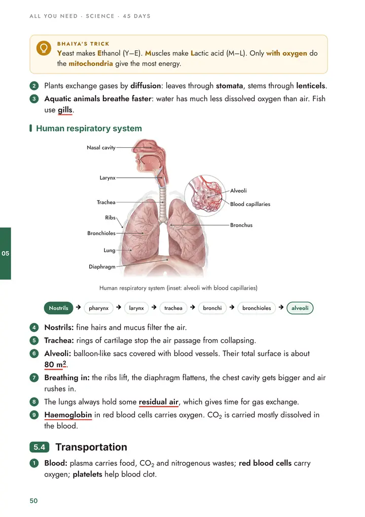 Biology: Human respiratory system