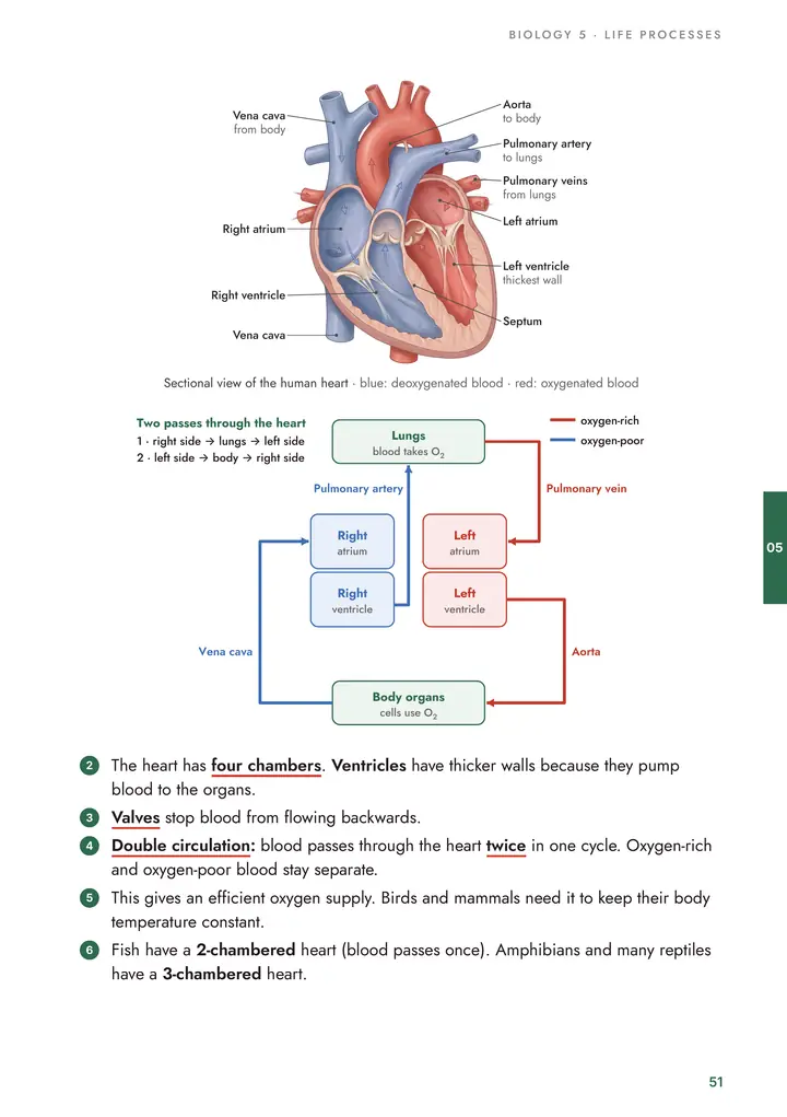 Biology: The heart and circulation