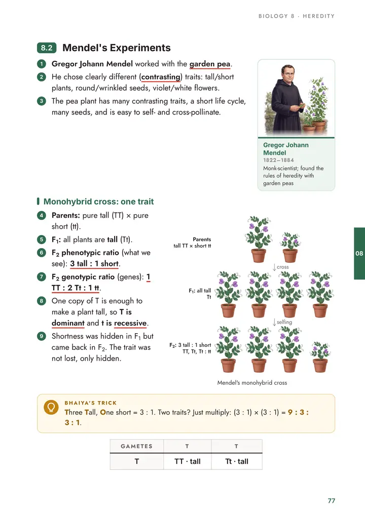 Biology: Mendel's experiments
